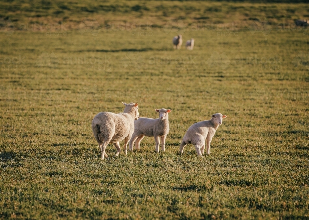 Trio of sheep standing in grassy pasture during late afternoon - Australian Stock Image