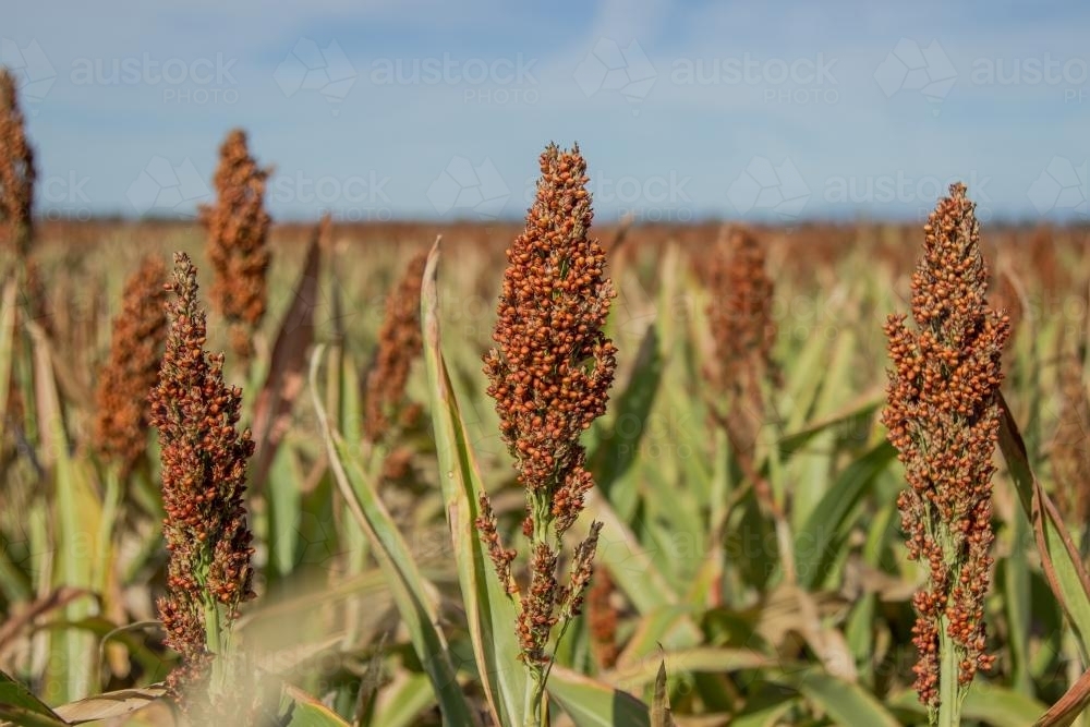 Trio of sorghum seed heads - Australian Stock Image