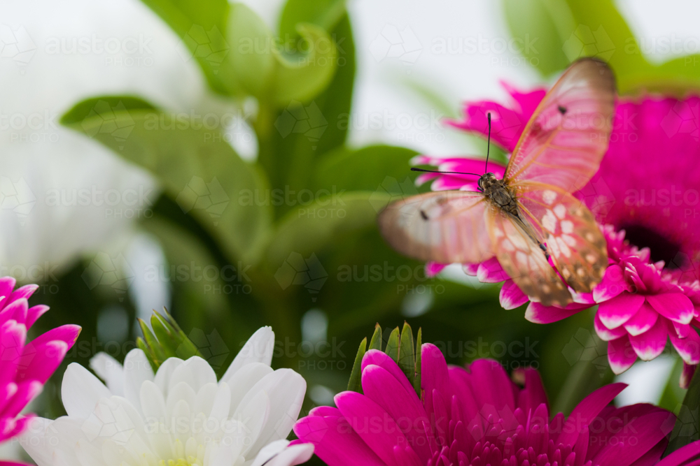 Tropical butterfly on colourful flower - Australian Stock Image