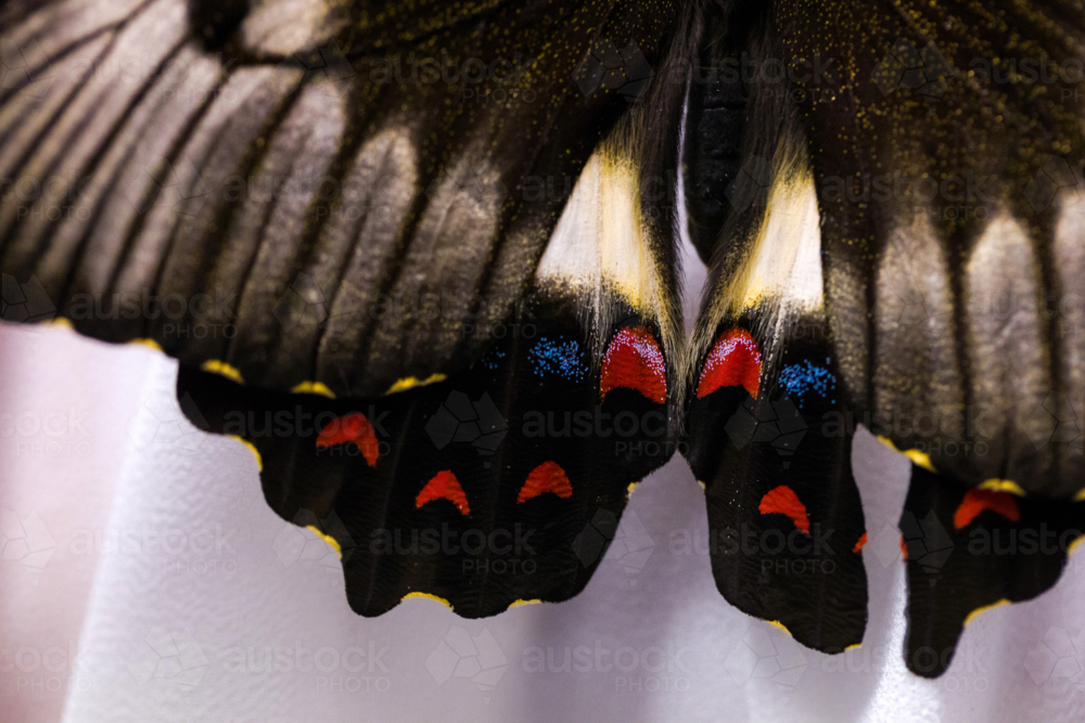 Tropical butterfly wing close up - Australian Stock Image