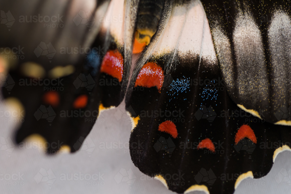 Tropical butterfly wing close up - Australian Stock Image