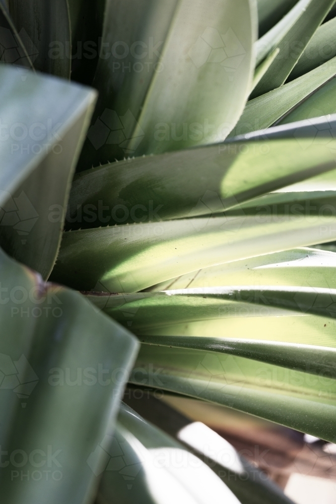 Tropical coastal pandanus palm leaves closeup - Australian Stock Image