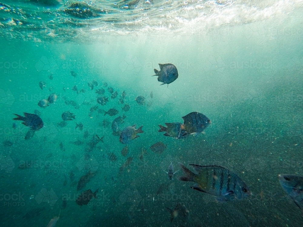 Tropical fish underwater - Australian Stock Image