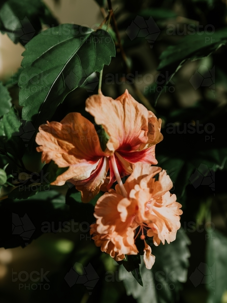 Tropical Flower - Australian Stock Image
