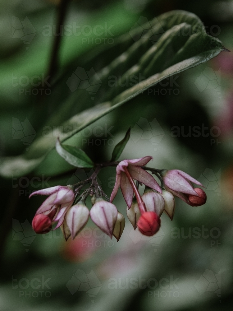 Tropical Flowers - Australian Stock Image