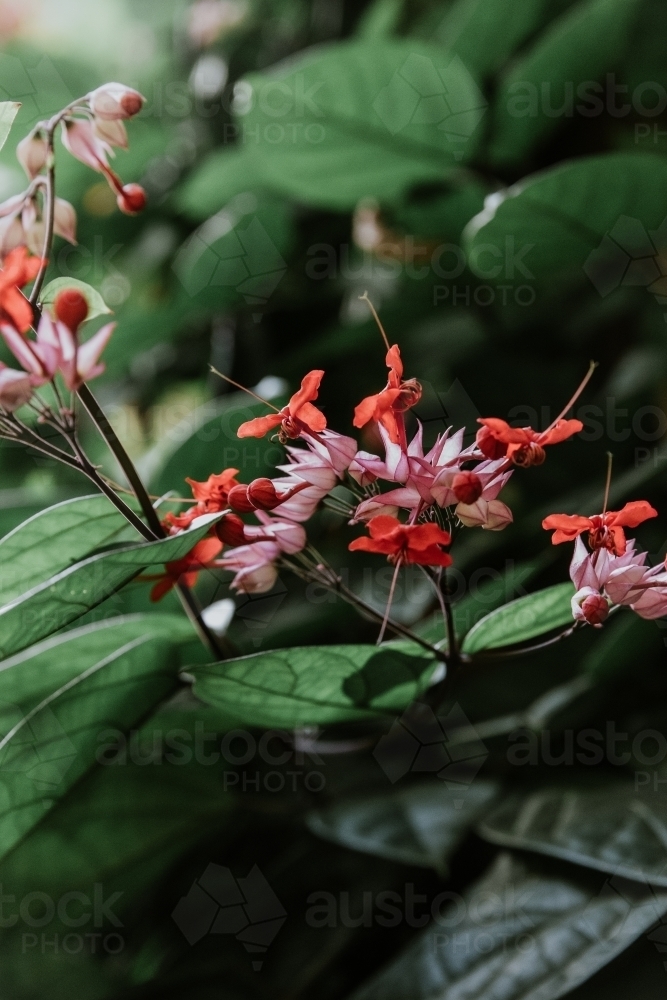 Tropical Flowers - Australian Stock Image