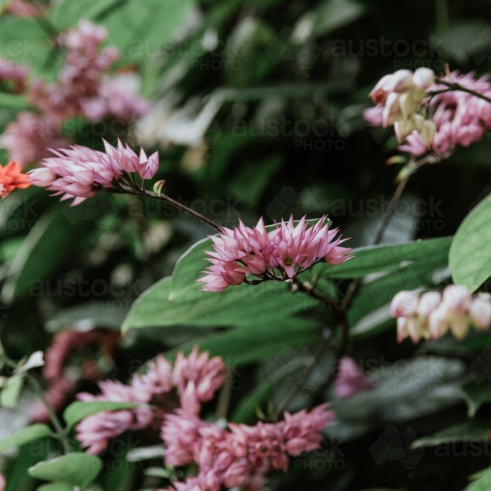 Tropical Flowers - Australian Stock Image