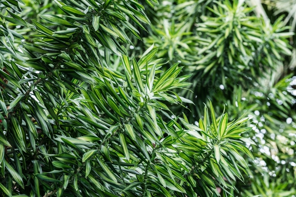 tropical garden foliage - Australian Stock Image