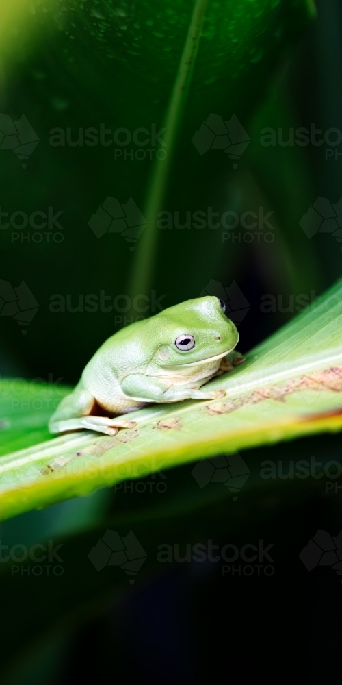 Tropical green tree frog - Australian Stock Image