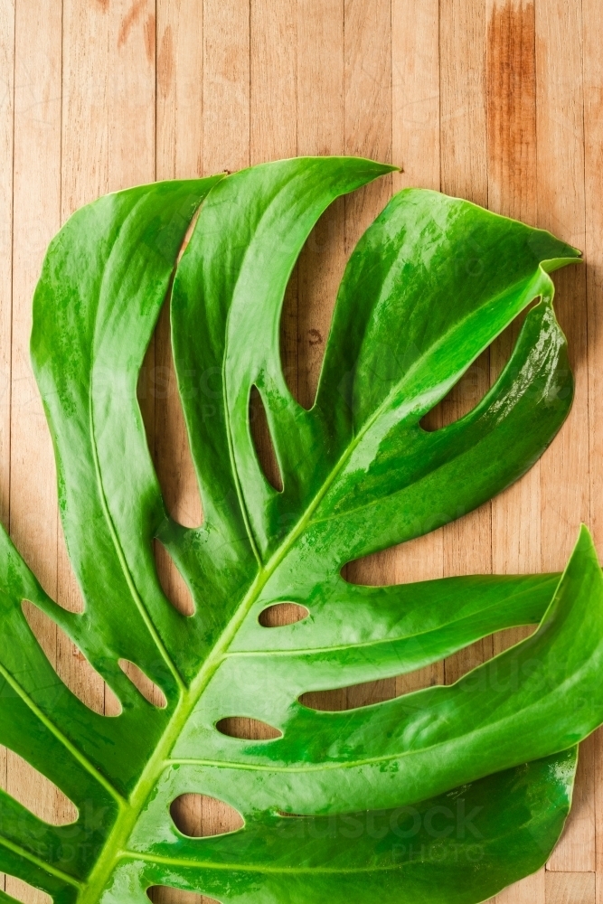 tropical leaf with holes, Monstera Deliciosa - Australian Stock Image