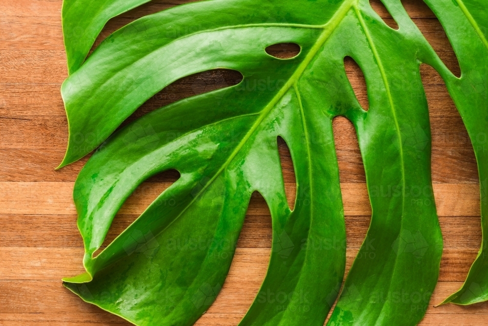 tropical leaf with holes, Monstera Deliciosa - Australian Stock Image