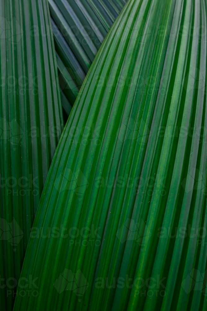 tropical leaves in the daintree - Australian Stock Image