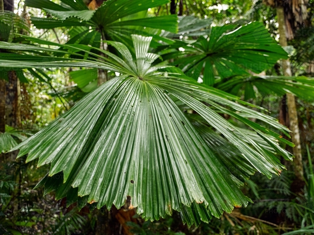 Tropical palm in a rainforest - Australian Stock Image