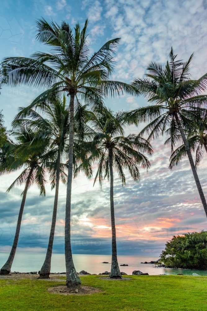 Tropical palm trees along coastline against colourful sky - Australian Stock Image