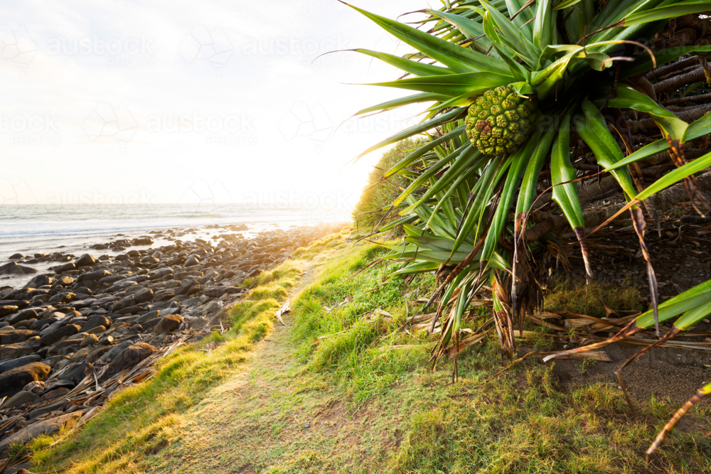 Tropical pandanus palm tree beach scene during bright summer sunrise on an ocean headland - Australian Stock Image