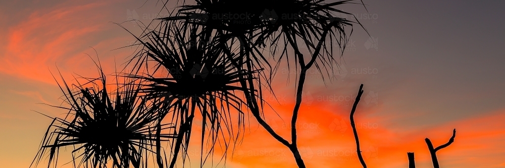 Tropical Pandanus Palm tree silhouetted against red sunset sky - Australian Stock Image