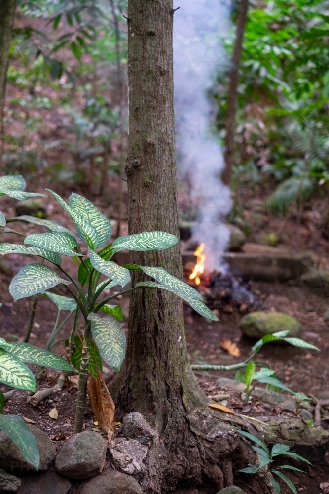 tropical plants in a forest as a campfire burns nearby - Australian Stock Image