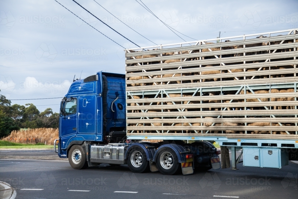 Truck full of sheep on the road - Australian Stock Image