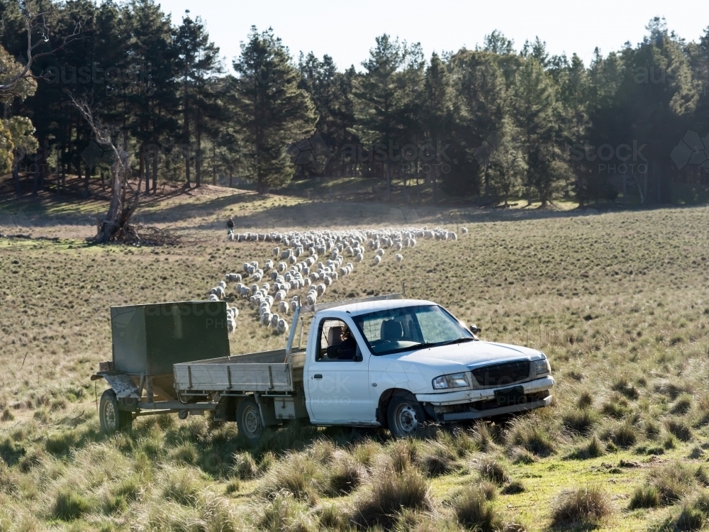 Truck with feed trailer being trailed by a mob of sheep - Australian Stock Image