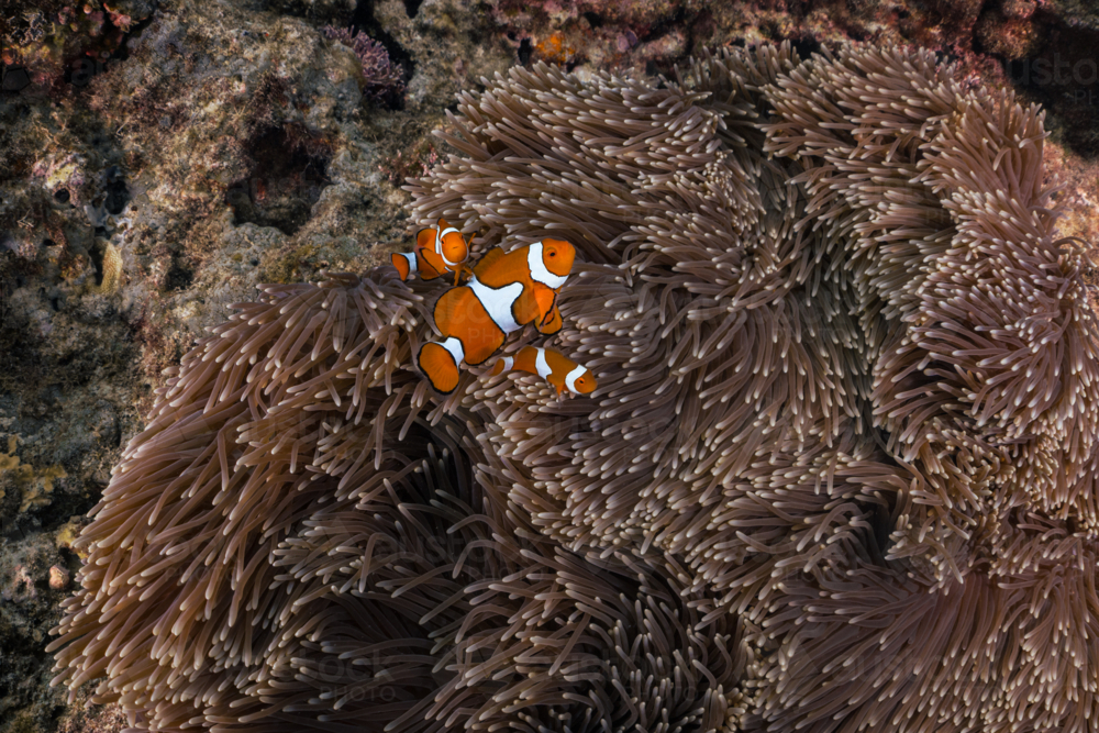 True clownfish swimming in a sea anemone on the Great Barrier Reef - Australian Stock Image