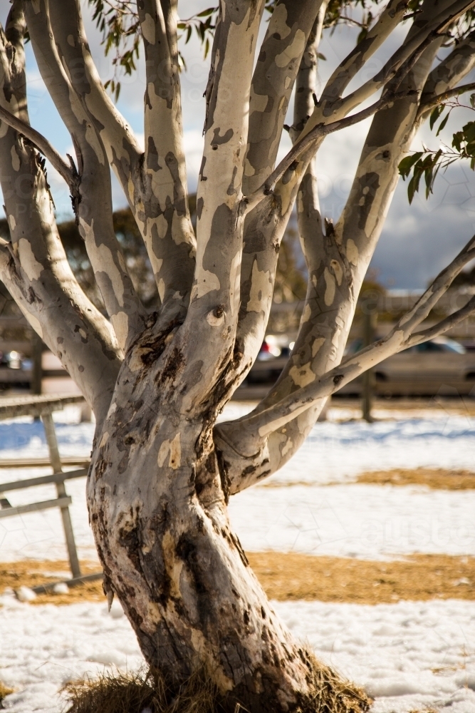 Trunk and branches of a eucalyptus tree in the snowy mountains - Australian Stock Image