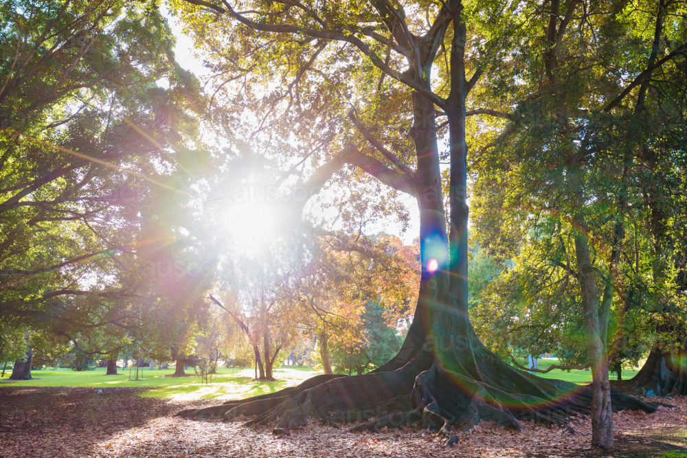 Trunk and sprawling roots of historic fig tree in Adelaide Botanic Gardens - Australian Stock Image