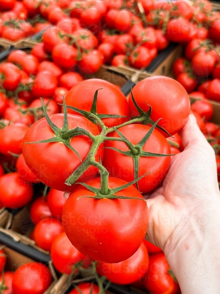 truss tomatoes in a hand with piles of tomatoes behind - Australian Stock Image