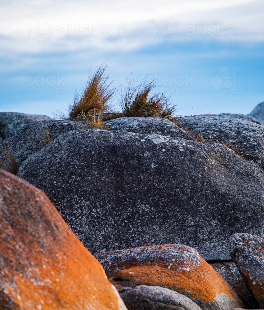tufts of grass growing from lichen covered rocks - Australian Stock Image