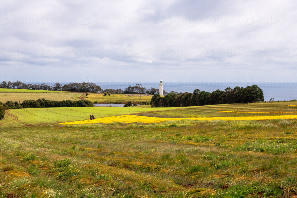 Tulip and flower farm in Tasmania - Australian Stock Image