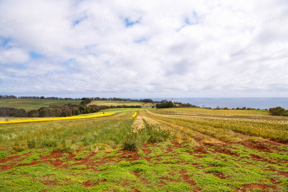 Tulip and flower farm in Tasmania - Australian Stock Image