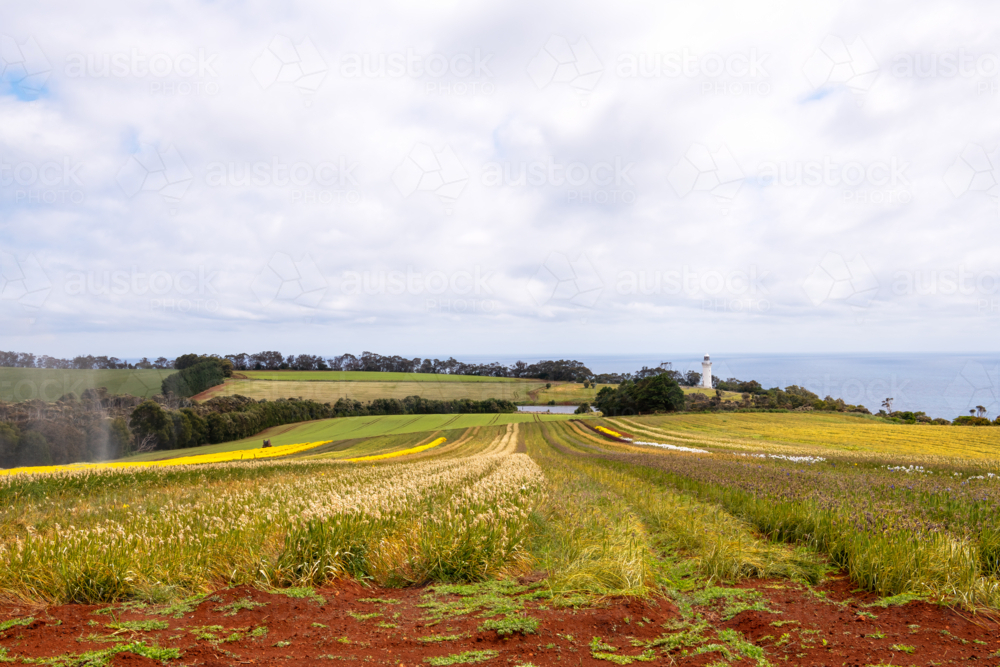 Tulip and flower farm in Tasmania - Australian Stock Image