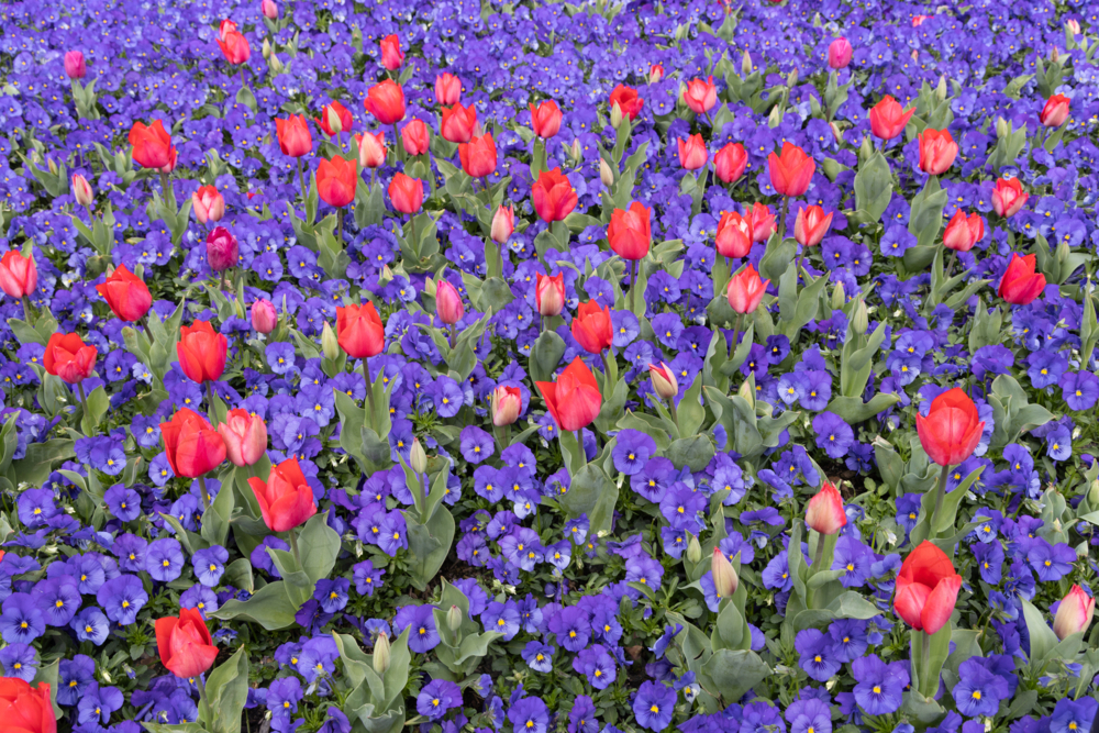 Tulips and pansies at Floriade Festival, Canberra - Australian Stock Image