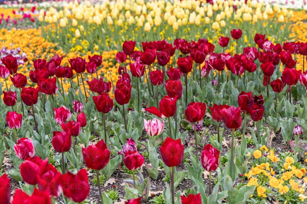 Tulips and pansies at Floriade Festival, Canberra, Commonwealth Park - Australian Stock Image