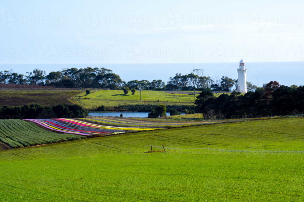 Tulips at Table Cape Lighthouse - Australian Stock Image