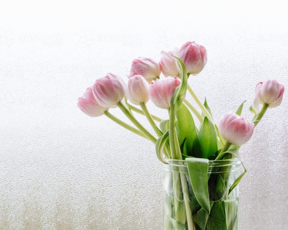 Tulips in glass vase on windowsill in front of frosted window - Australian Stock Image