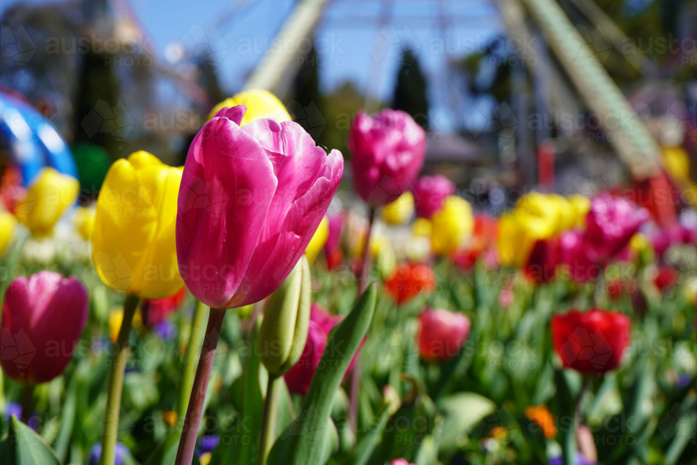 Tulips in sunshine - Australian Stock Image