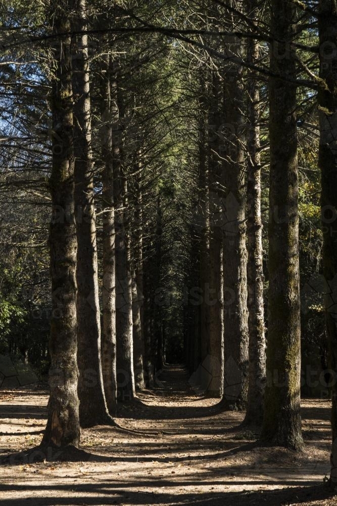 Tunnel of tall pine trees at Mt Wilson - Australian Stock Image