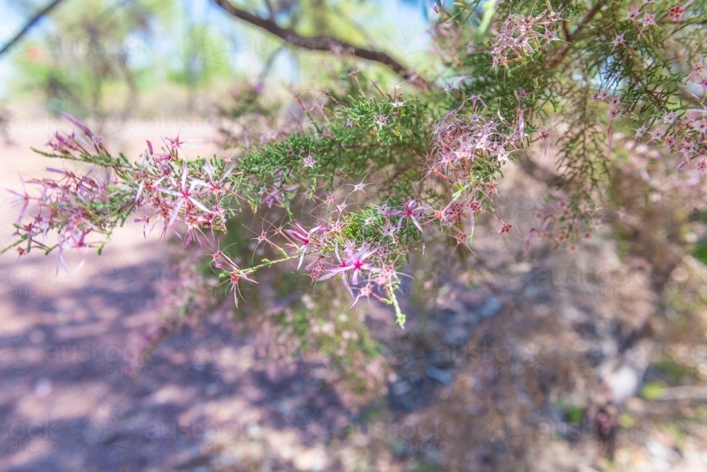 Turkey Bush - Australian Stock Image