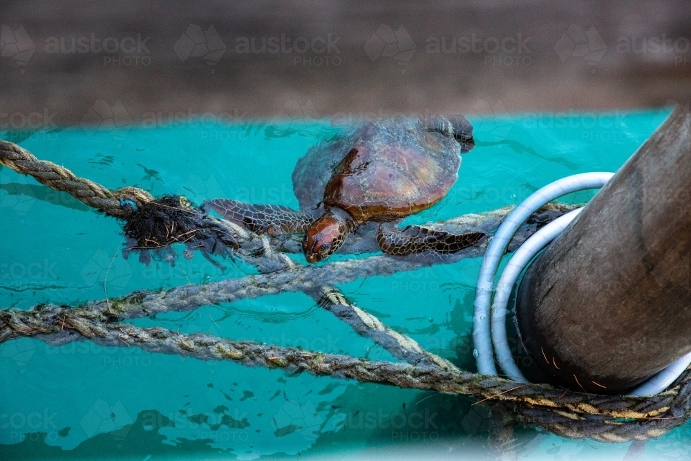 Turtle climbing onto ropes under a pier to rest - Australian Stock Image