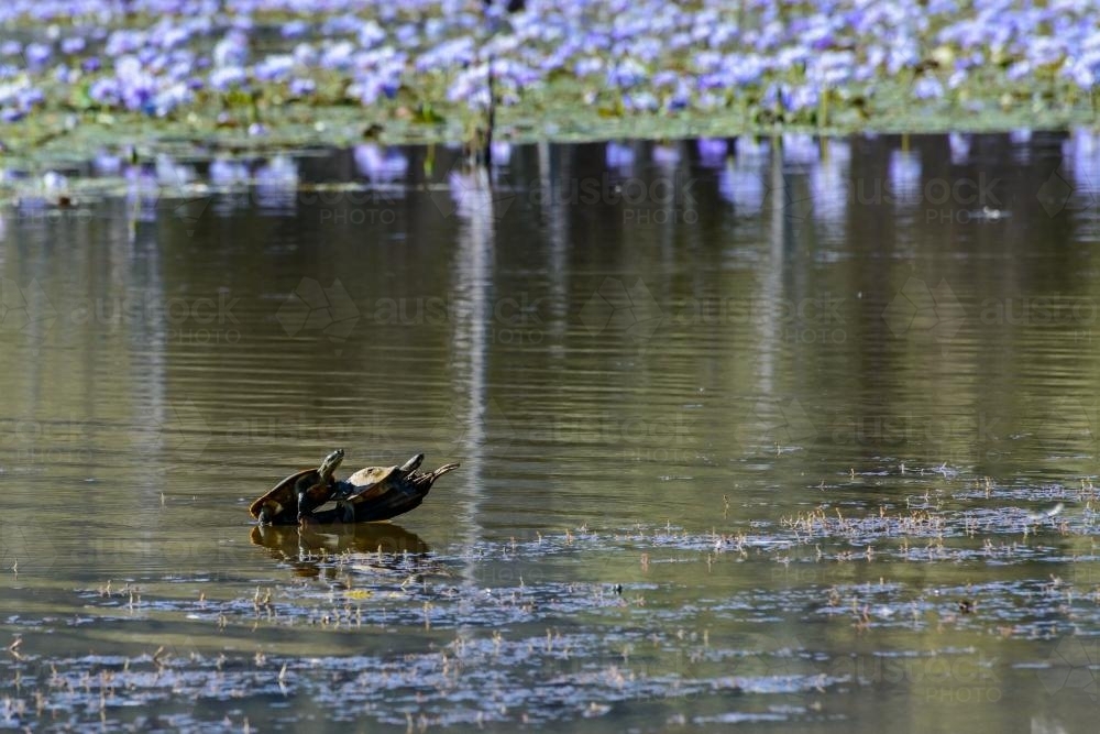 Turtles on a branch in water with water lillies and reflections - Australian Stock Image