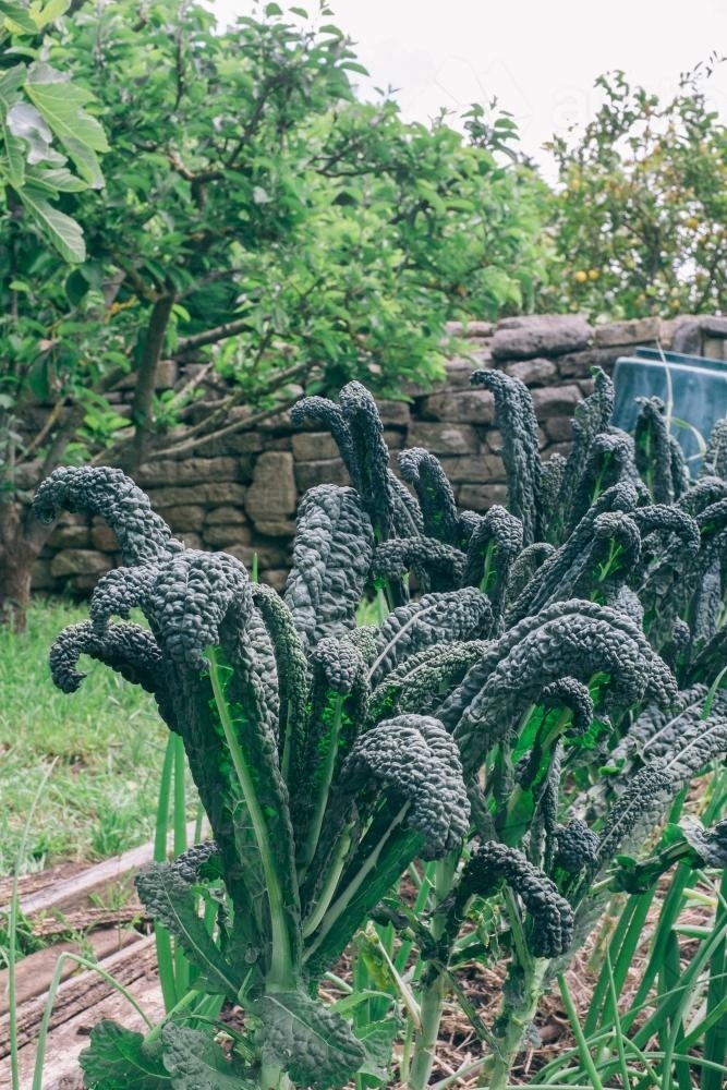 Image of Tuscan Kale, Cavolo Nero Austockphoto
