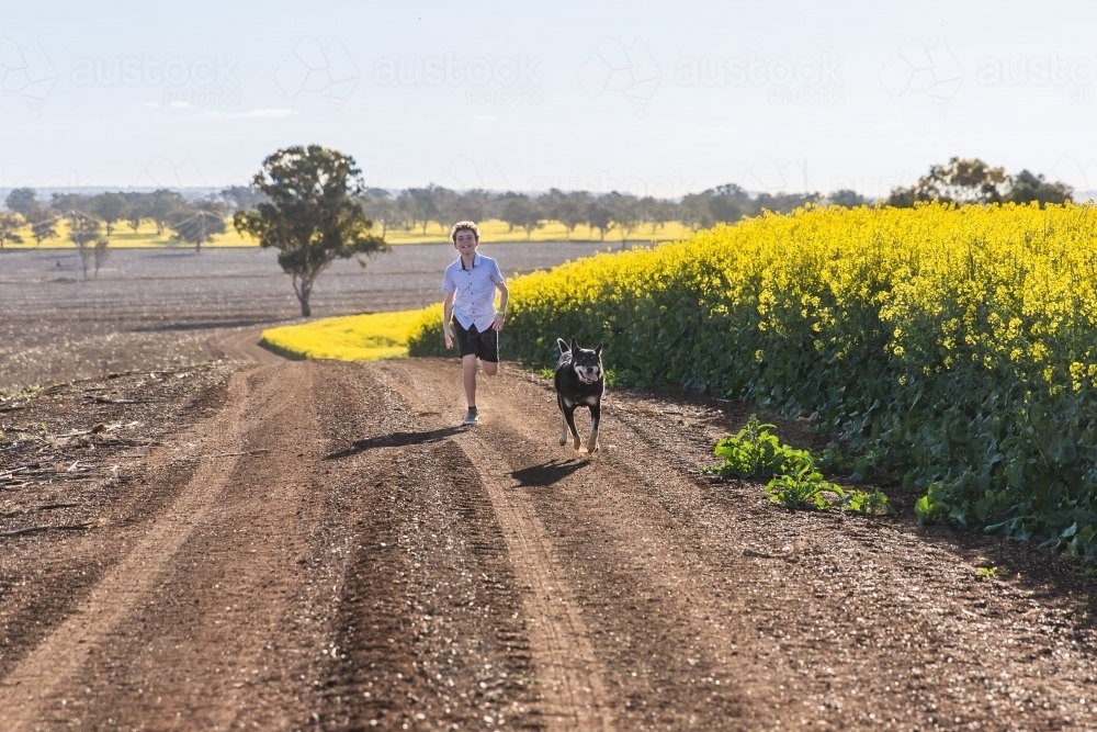 Tween boy chasing pet kelpie dog on farm on dirt road next to canola field - Australian Stock Image