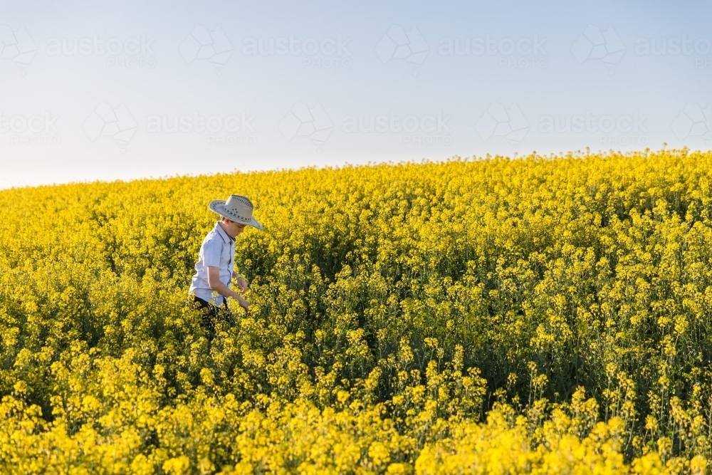 Tween boy walking through canola field checking flowers on farm - Australian Stock Image