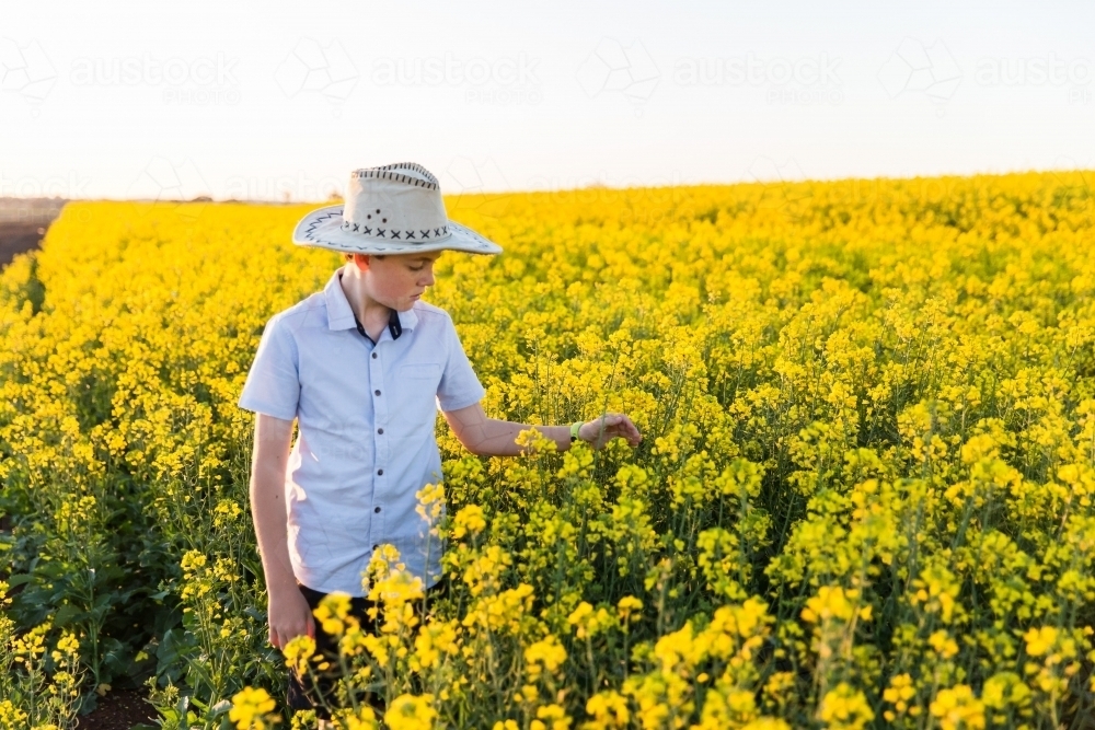 Tween boy wearing hat touching flowers in canola paddock on farm - Australian Stock Image