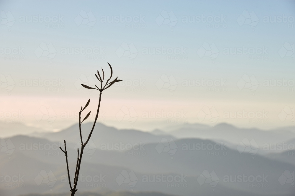 twig in front of Misty mountain range - Australian Stock Image