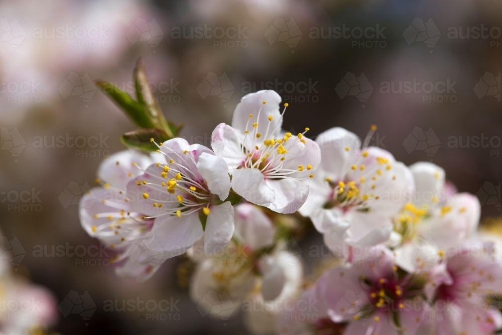 Twig of white blossoms - Australian Stock Image