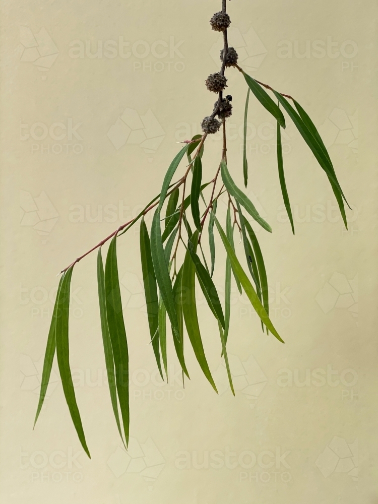 twig with leaves and seedpods of peppermint tree against plain background - Australian Stock Image