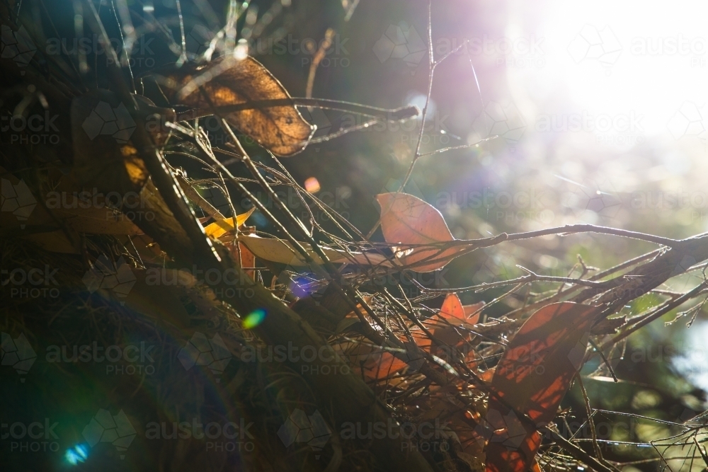 Twigs and leaves in sunshine - Australian Stock Image