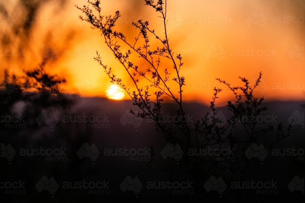 Twigs silhouetted against sunset in mountains - Australian Stock Image