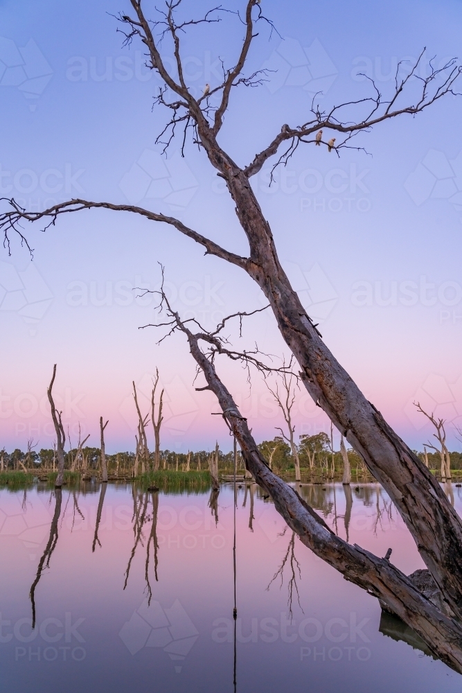 Twilight colours around a slanting river gum leaning over still water - Australian Stock Image